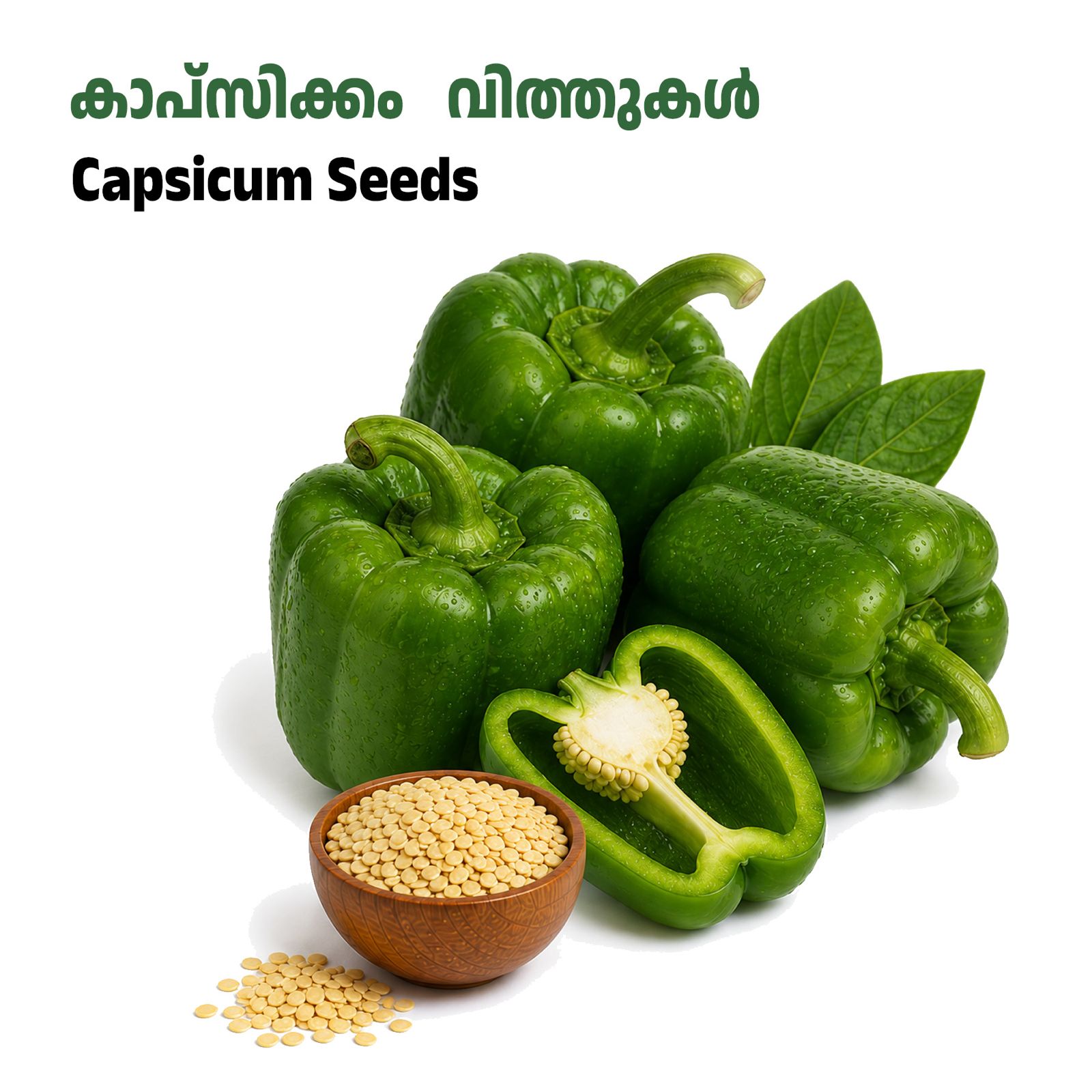 Capscicum Seeds-കാപ്സിക്കം വിത്തുകൾ