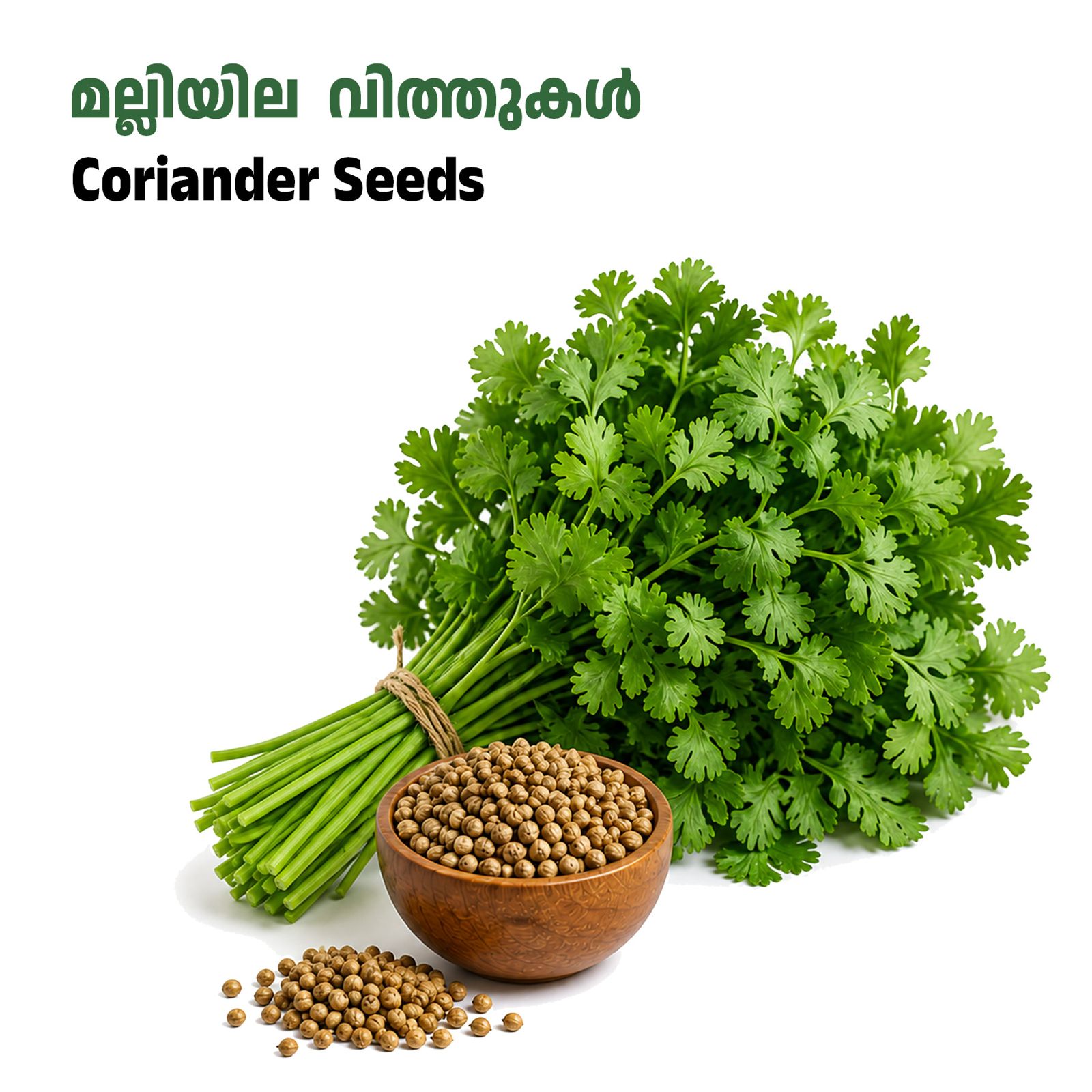 Coriander Seeds-മല്ലിയില വിത്തുകൾ
