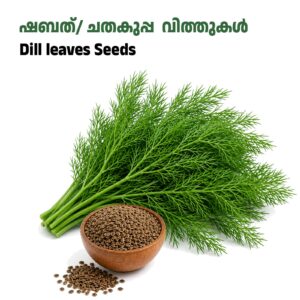 Dill / Shabath Seed-ചതകൂപ്പ വിത്തുകൾ