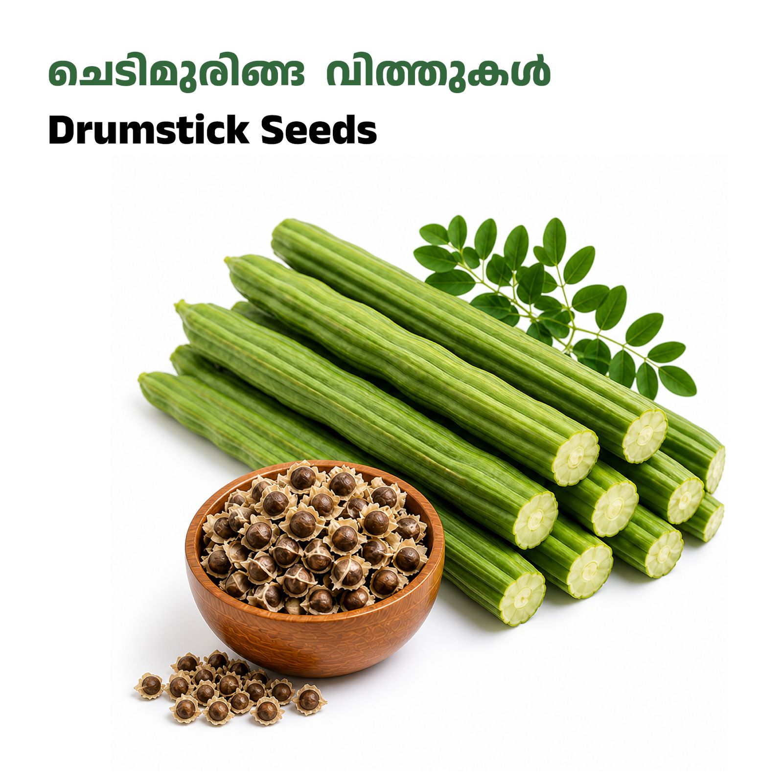 Drumstick Seeds-ചെടിമുരിങ്ങ വിത്തുകൾ