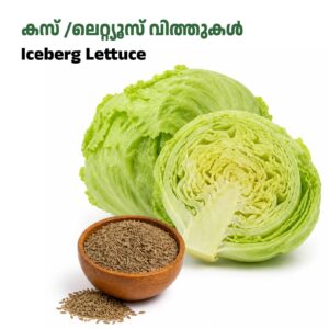 Lettuce Seeds- കസ് /ലാറ്റൂസ്  വിത്തുകൾ