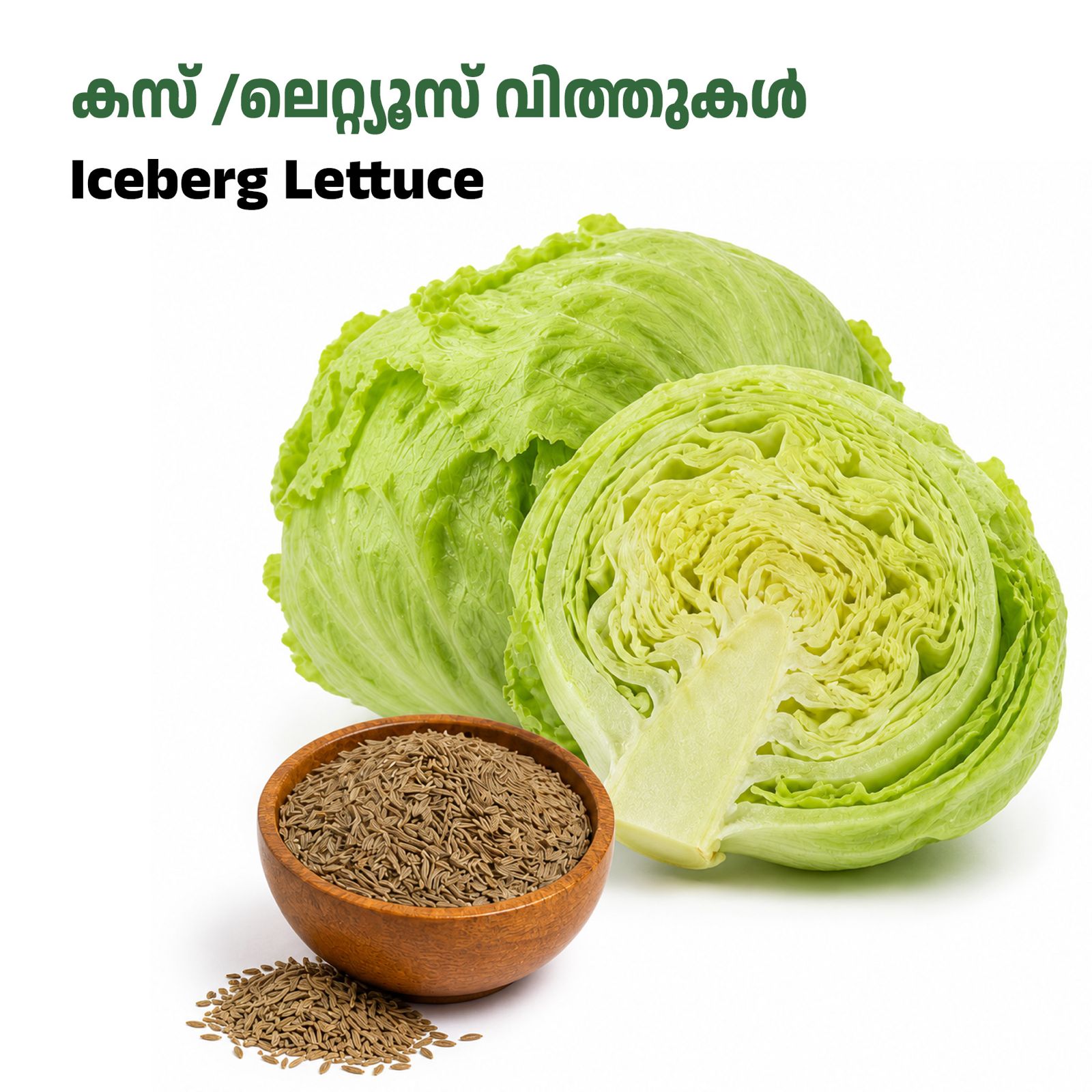 Lettuce Seeds- കസ് /ലാറ്റൂസ്  വിത്തുകൾ