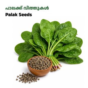 Palak Seeds-പാലക്ക് വിത്തുകൾ