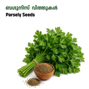Parsley Leaves Seeds /ബഗ്ദുനിസ് വിത്തുകൾ