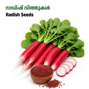 Radish- Red-റാഡിഷ് ചുവപ്പ്