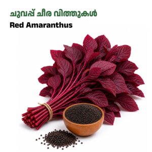 Red Amaranthus-ചുവപ്പ് ചീര