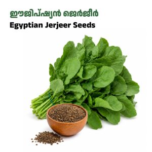 Pack of 1500+ Jarjeer Seed /ഈജിപ്ഷ്യൻ ജെർജീർ വിത്തുകൾ