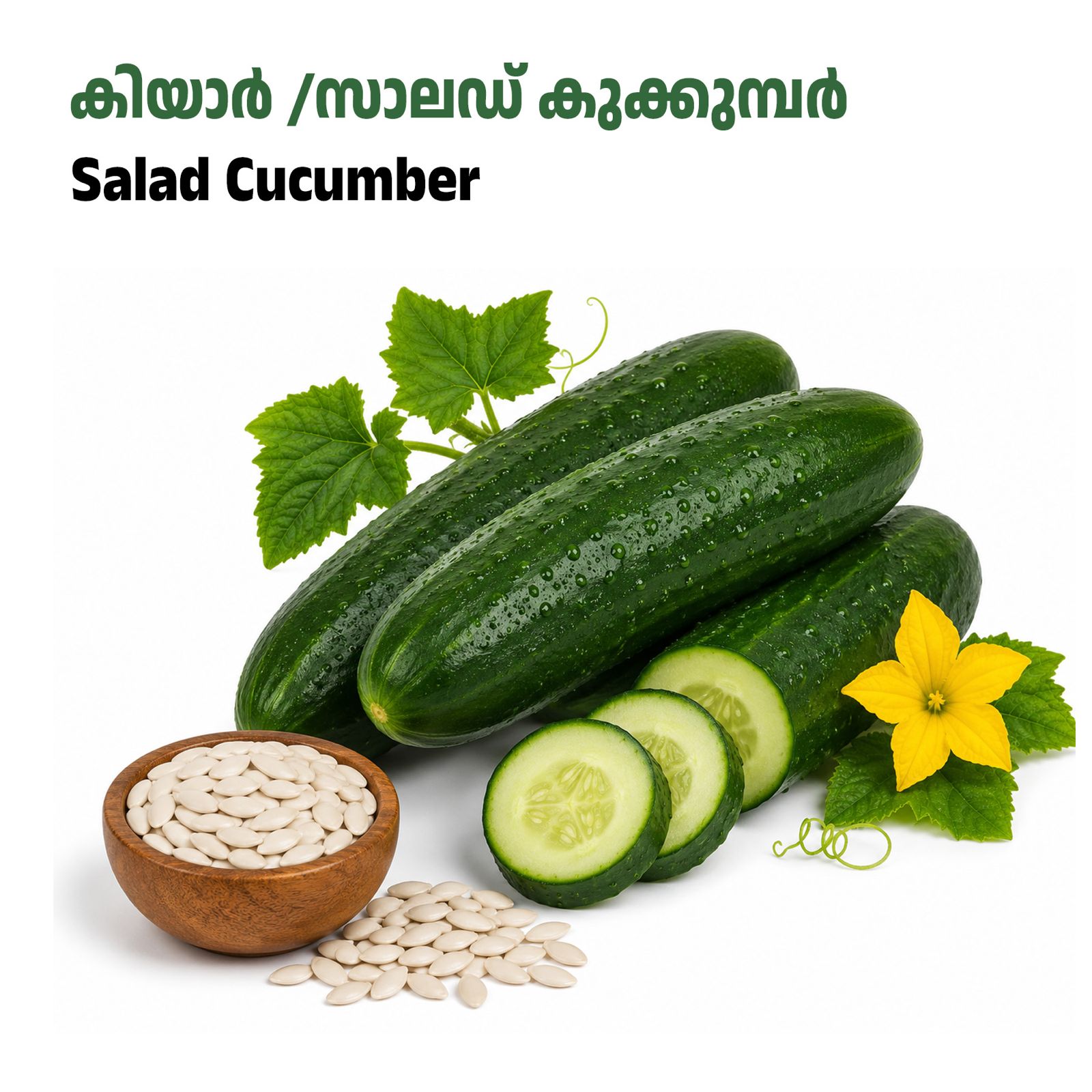 Salad Cucumber-കിയാർ / സാലഡ് കുക്കുമ്പർ