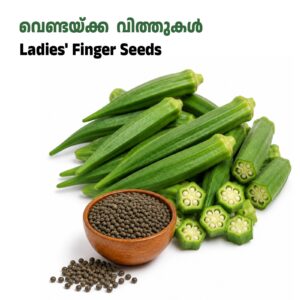 Okra/Ladies finger-വെണ്ടയ്ക്ക വിത്തുകൾ