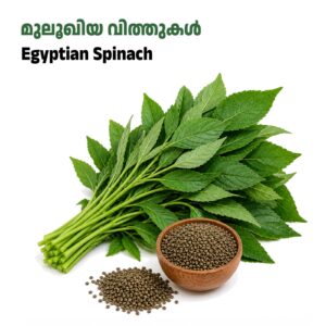 Molokhia Seeds /ഈജിപ്ഷ്യൻ സ്പിനാച് വിത്തുകൾ