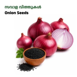 onion Seeds-സവാള വിത്തുകൾ