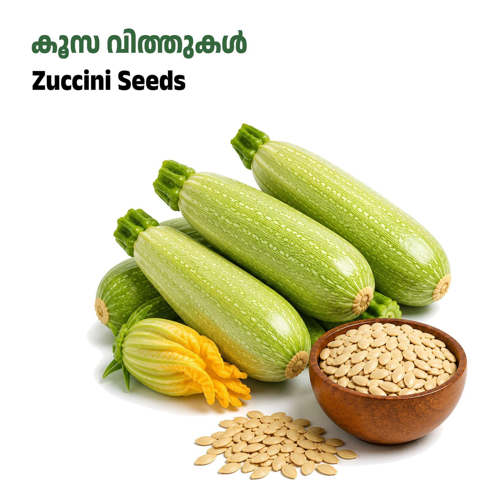 Zuccini Seeds-കൂസ വിത്തുകൾ